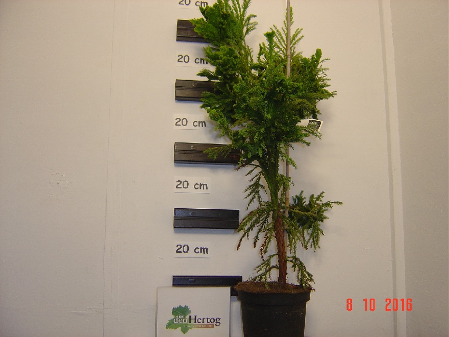 Cryptomeria japonica 'Cristata' Japanse Ceder