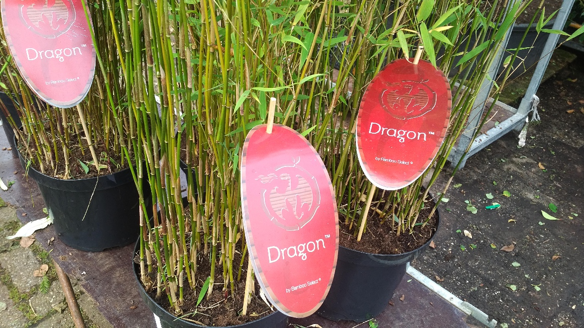 Fargesia 'Jiuzhaigou 1' Niet Woekerende Bamboe