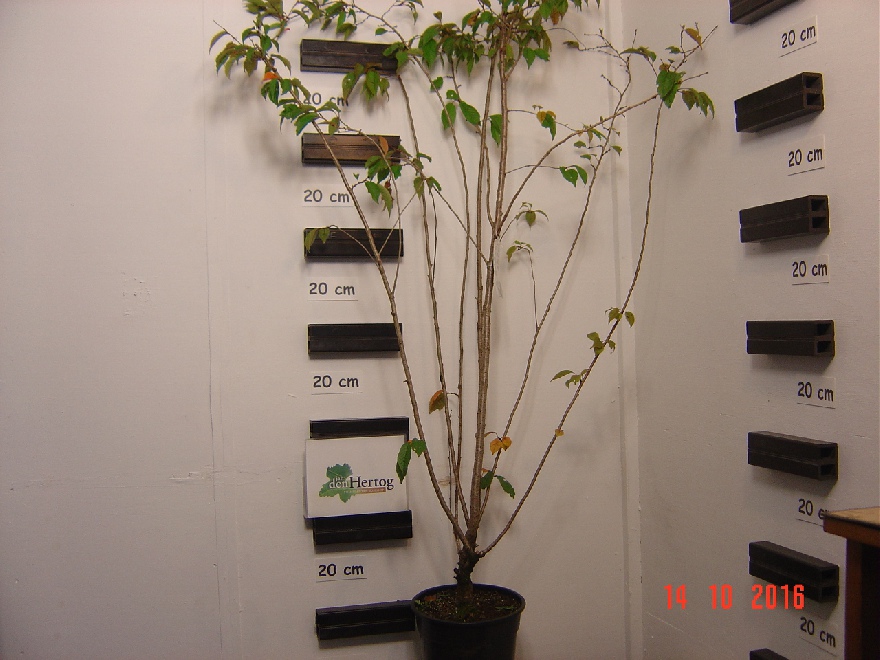 Prunus subhirtella 'Autumnalis' Sierkers, Najaarskers