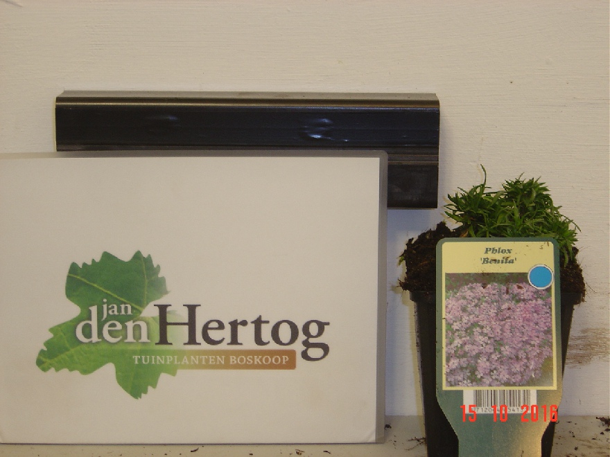 Phlox 'Benita' Lila Kruipphlox