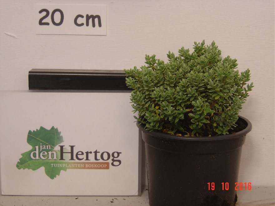 Hebe pinguifolia 'Sutherlandii' hebe