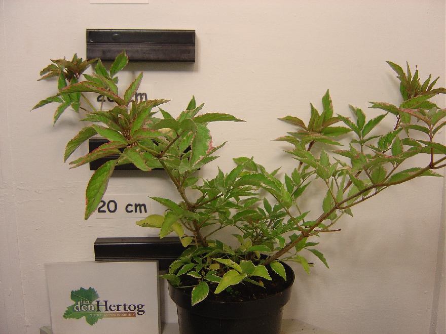 Sambucus nigra 'Sanivalk' (Instant Karma) Zilverbonte Vlier