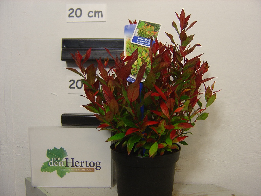 Leucothoe 'Little Flames' Roodbladige Druifheide
