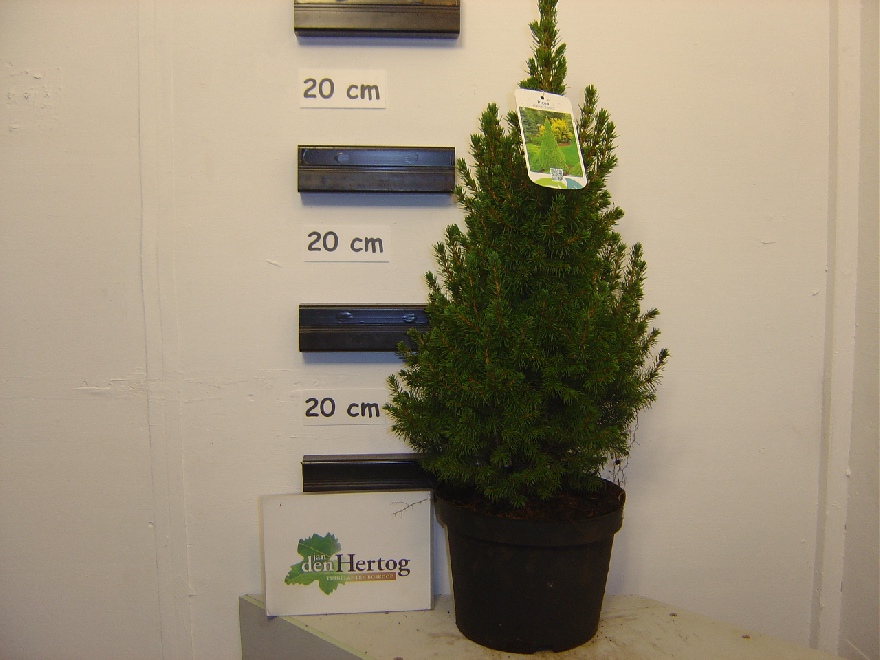 Picea glauca 'Conica' Groene Kerstspar