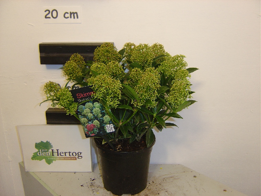 Skimmia japonica 'Godrie's Dwarf' DwergSkimmia