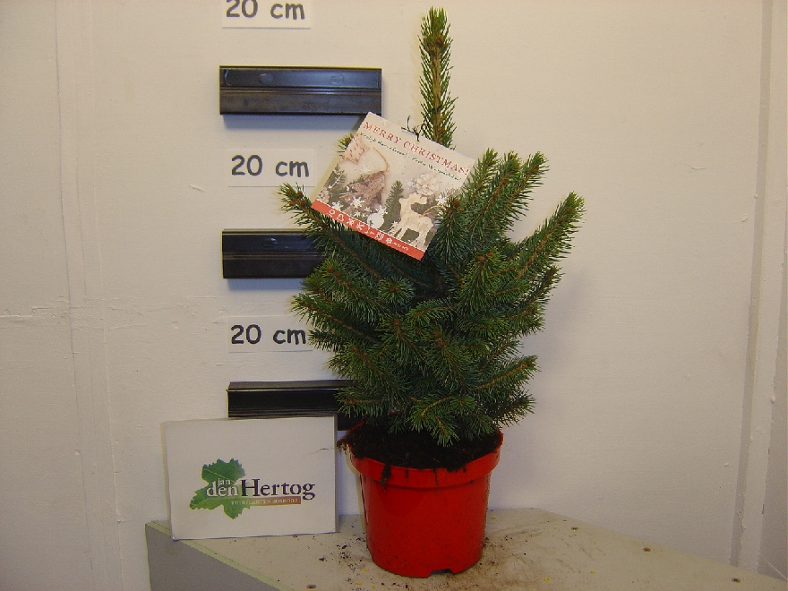 Picea pungens 'Super Blue Seeding' (Baby Blue) Egaal Blauwe Spar