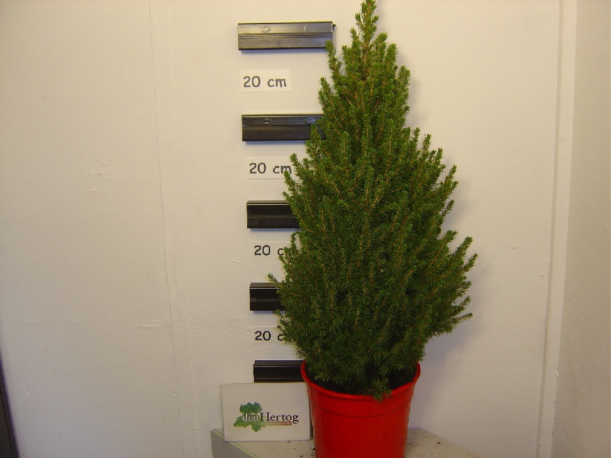 Picea glauca 'Conica' Groene Kerstspar