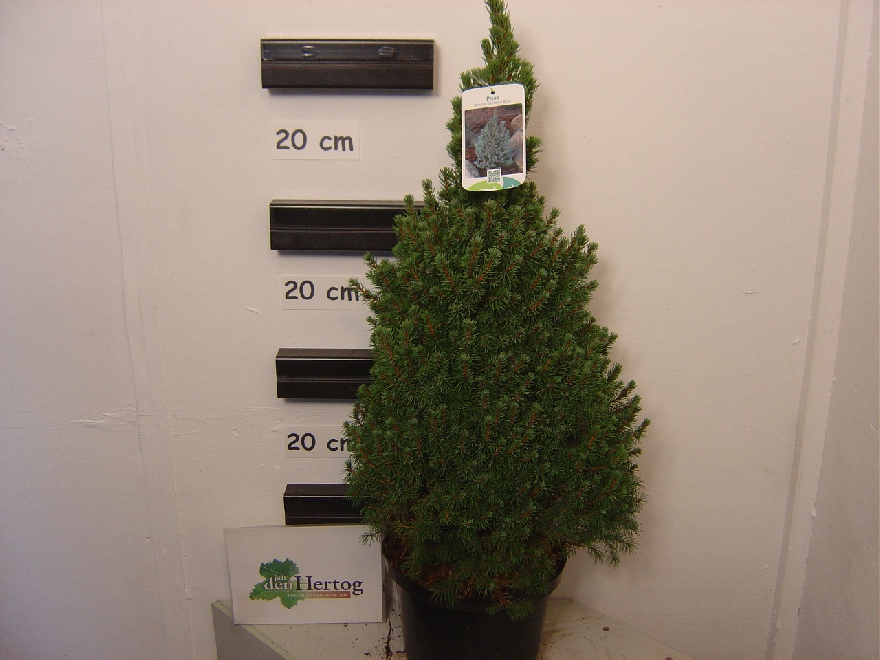 Picea glauca 'Conica Blue' Blauwgroene Kerstspar