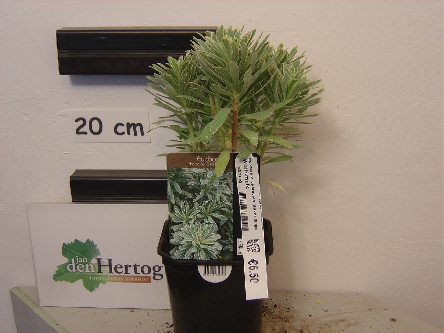 Euphorbia characias 'Silver Edge' Wolfsmelk