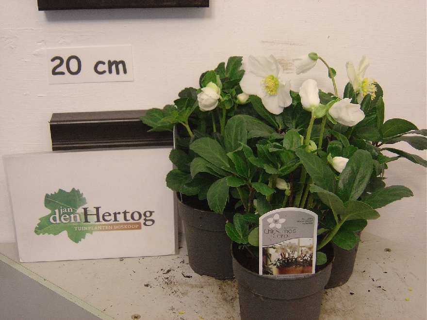 Helleborus niger 'Christmas Carol'  Kerstroos
