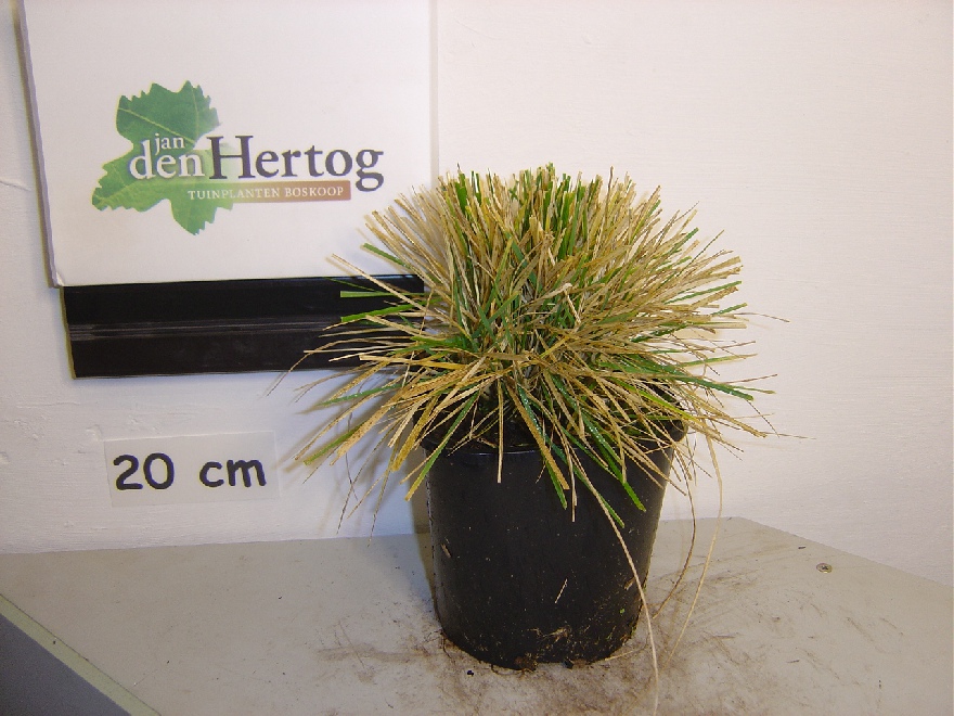 Deschampsia cespitosa 'Goldtau' Ruwe smele