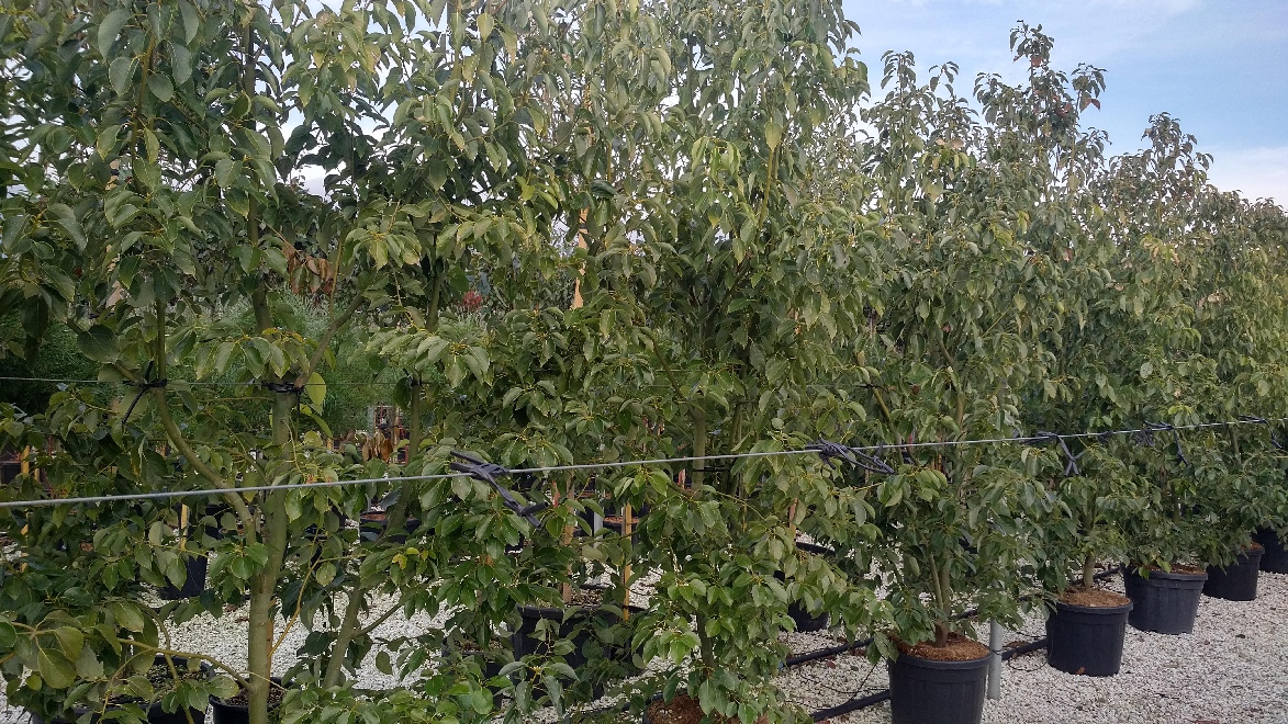 Cinnamomum camphora Kamferboom, Kamferlaurier