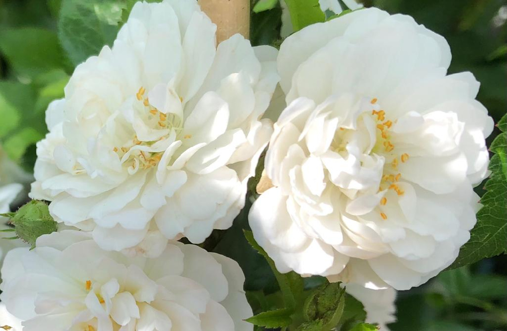Rosa 'Lenalbi' (Guirlande d'Amour) Spelarosa® Witte Miniklimroos