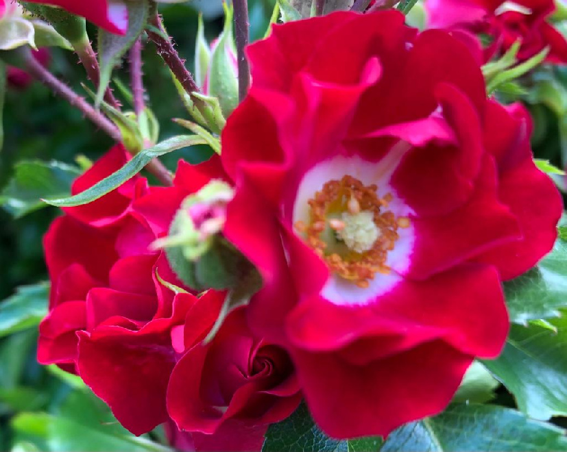 Rosa 'Horjasper' (Rambling Rosie)  SpelarosaÂ® Rode Miniklimroos