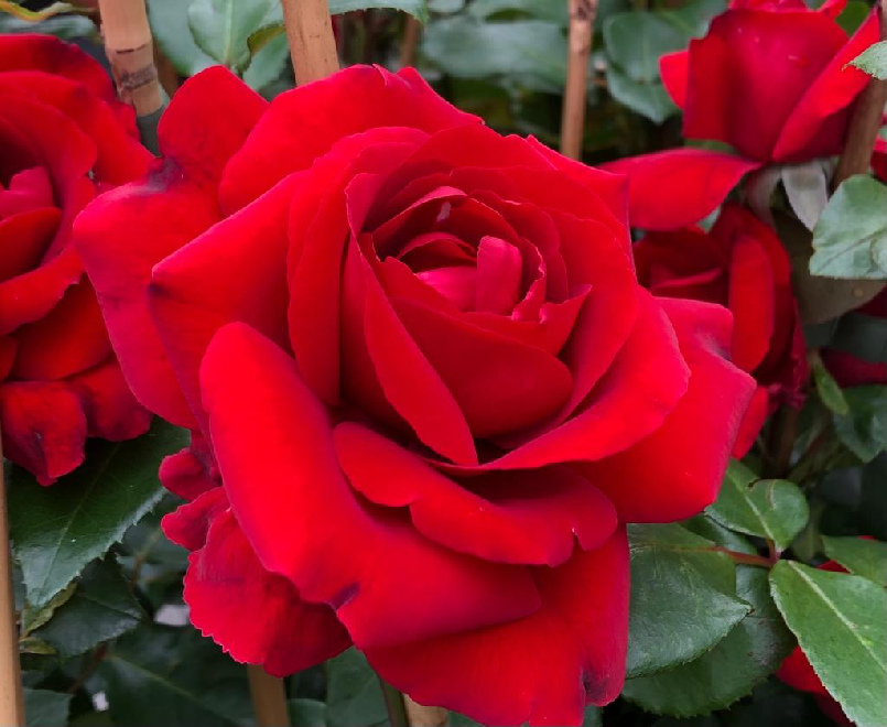 Rosa 'Mushimara' Rode Klimroos