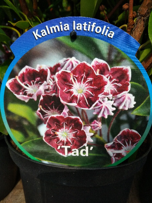 Kalmia latifolia 'Tad' Lepeltjesboom