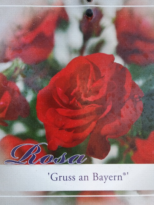 Rosa 'Gruss an Bayern'  Rode Struikroos, Trosroos