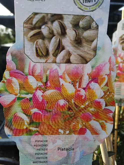 Pistacia pistache