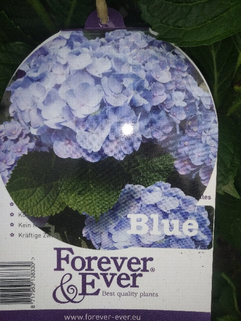 Hydrangea macrophylla (Forever & Ever Blue) Hortensia
