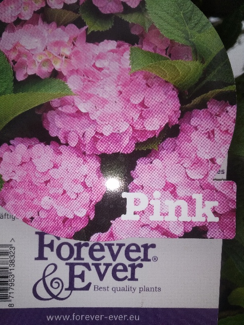 Hydrangea macrophylla (Forever & Ever Pink) Hortensia