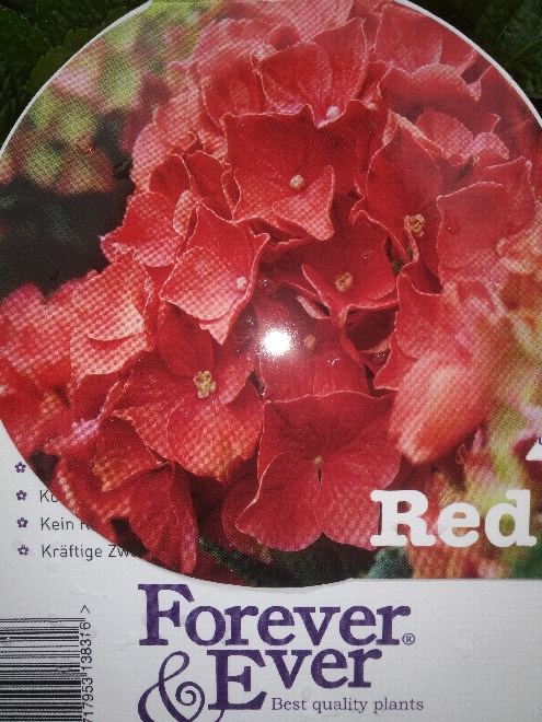 Hydrangea macrophylla ( Forever & Ever ) Red Hortensia