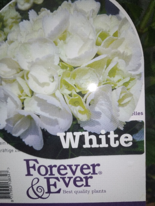 Hydrangea macrophylla 'Rojojo' (Forever & Ever White) Hortensia