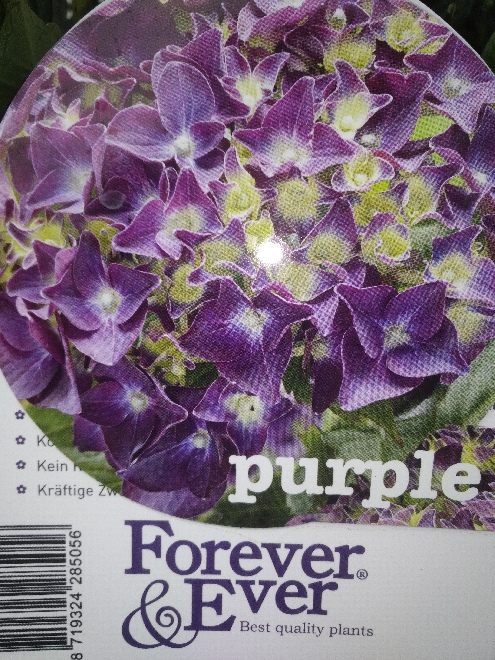 Hydrangea macrophylla (Forever & Ever Purple) Hortensia