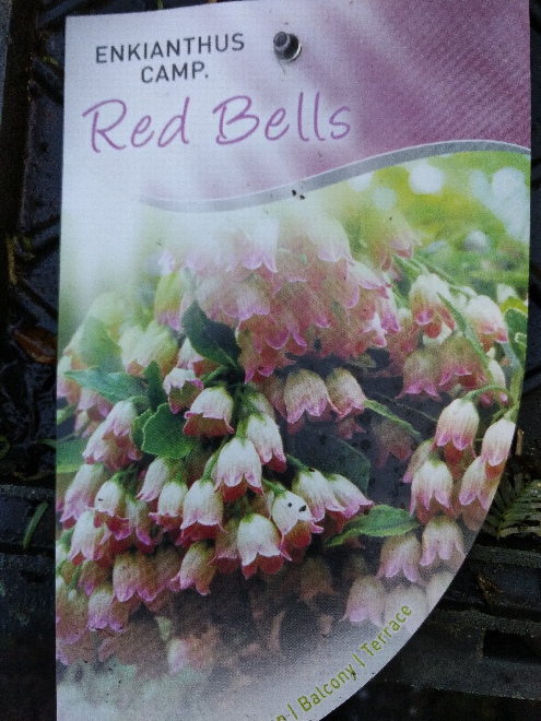 Enkianthus campanulatus 'Red Bells' Pronkklokje