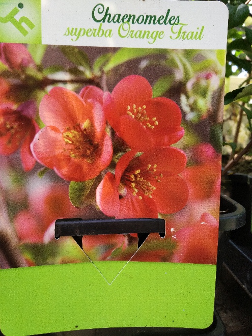 Chaenomeles superba 'Orange Trail' Dwergkwee, kweeappel