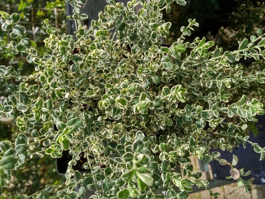Euonymus fortunei 'Heins Silver' Bonte Wintergroene Kardinaalshoed
