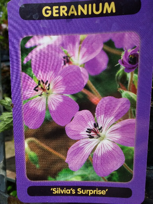 Geranium 'Sylvia's Surprise' Ooievaarsbek