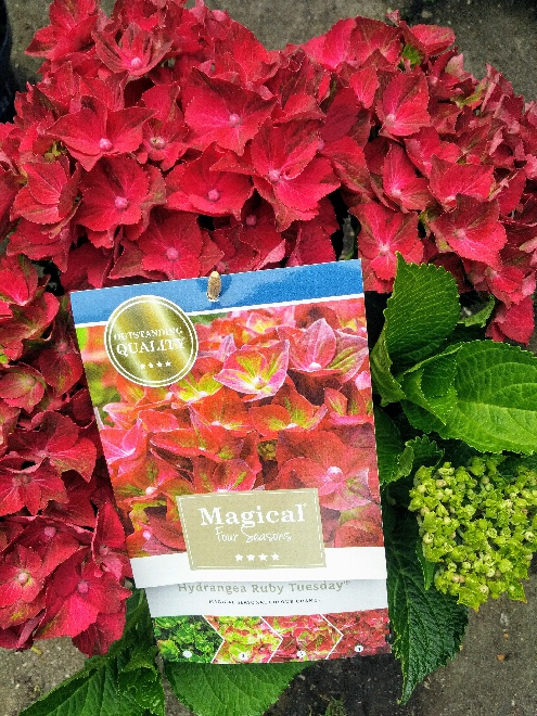Hydrangea macrophylla 'Ruby Tuesday' (Magical Ruby Tuesday) Magical Hortensia