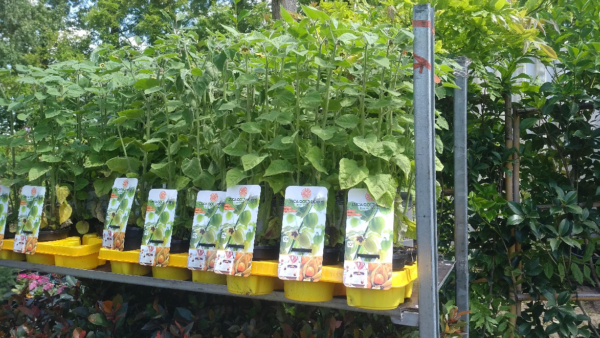 Physalis peruviana Andesbessen, Inkapruim, Goudbes