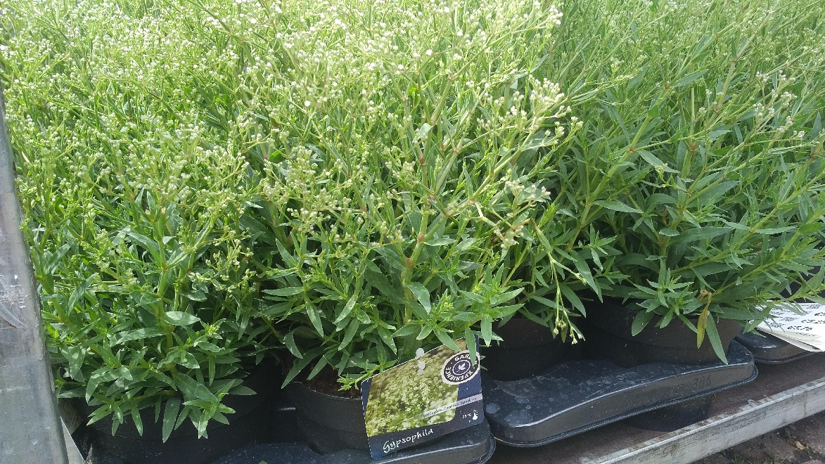 Gypsophila paniculata 'Esm Chispa' (Summer Sparkles) Wit Gipskruid