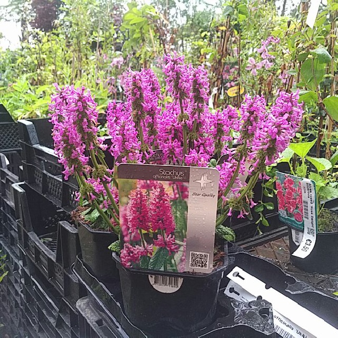 Betonica officinalis 'Ukkie' (syn. Stachys officinalis 'Ukkie') Andoorn
