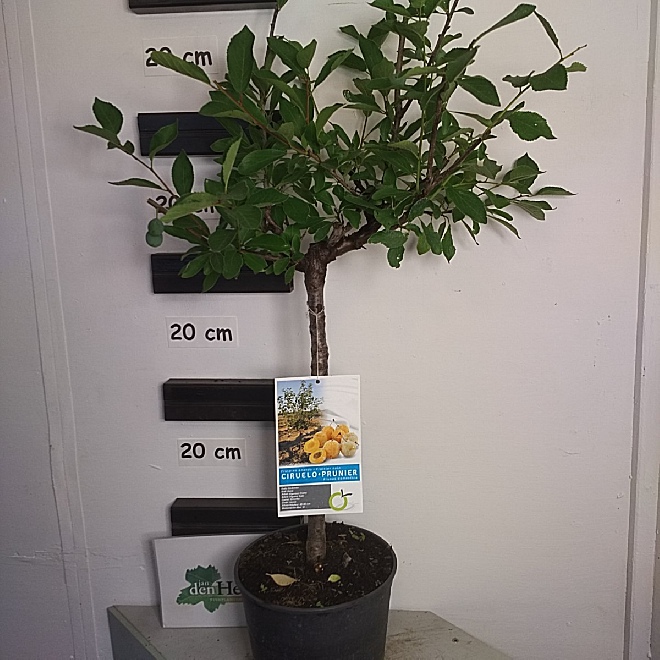 Prunus domestica Dwergvorm Gele Dwergpruim