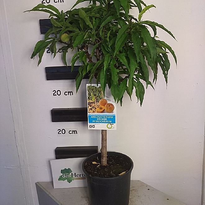 Prunus persica Dwergvorm Dwergperzik