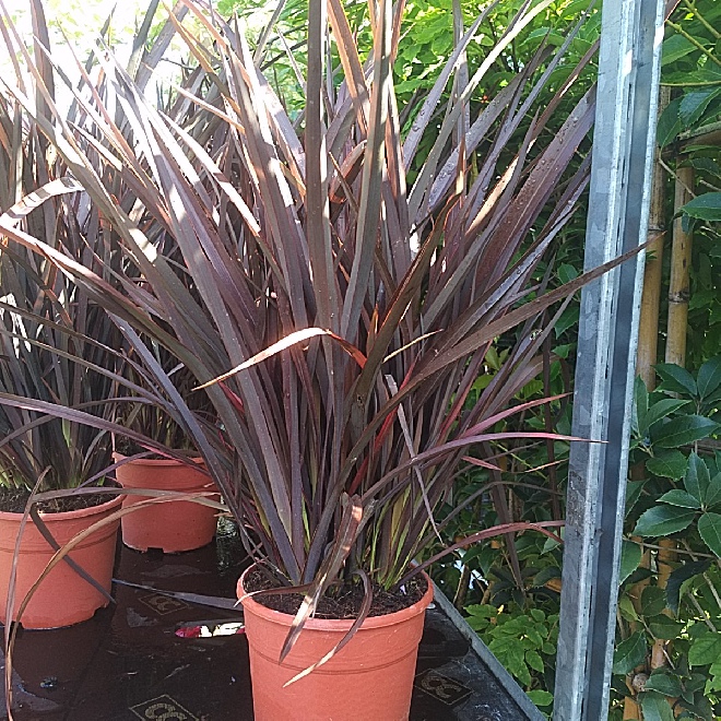 Phormium 'Amazing Red' Nieuw Zeelands Vlas