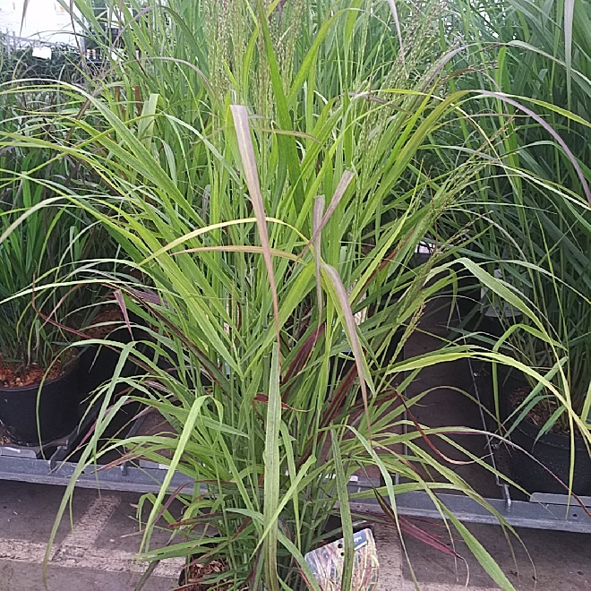Panicum virgatum 'Shenandoah' Gierst, Vingergras