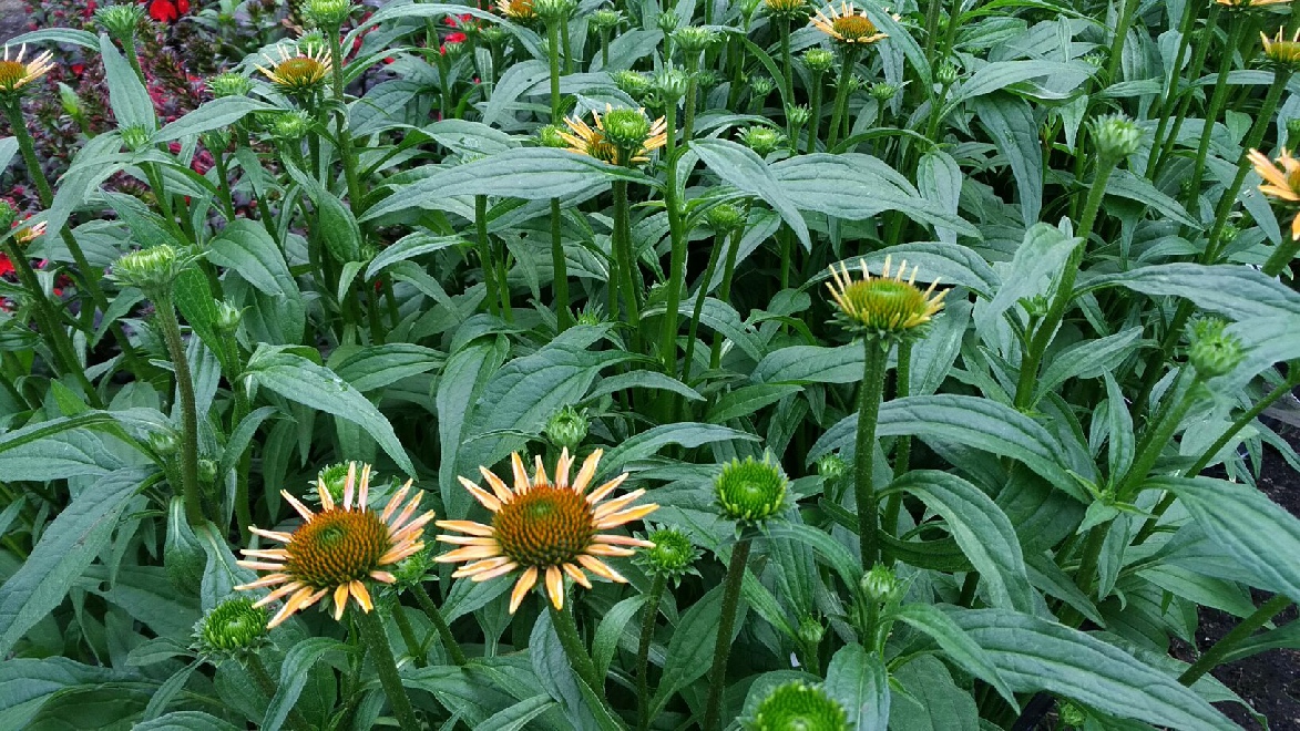 Echinacea 'Hilmooshin' (Mooodz Shiny)  Gele Zonnehoed
