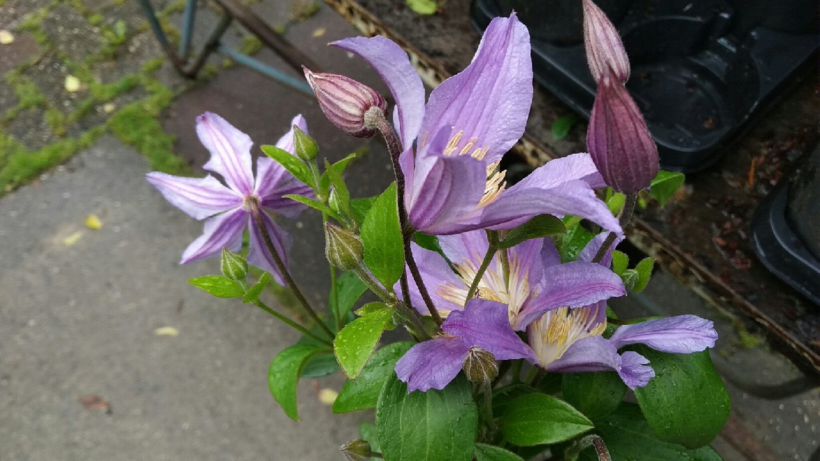Clematis 'Zoblueriver' (Blue River®TM) 