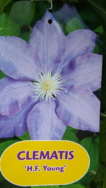 Clematis 'H.F. Young' 