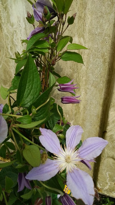 Clematis 'Zostarri' (Star River) Bosrank