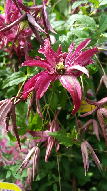 Clematis 'Zo09087' (Rosalyn) 