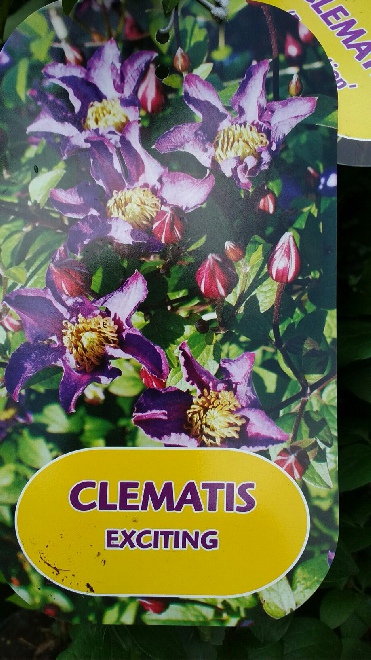 Clematis 'Zoexci' (Exciting) Bosrank