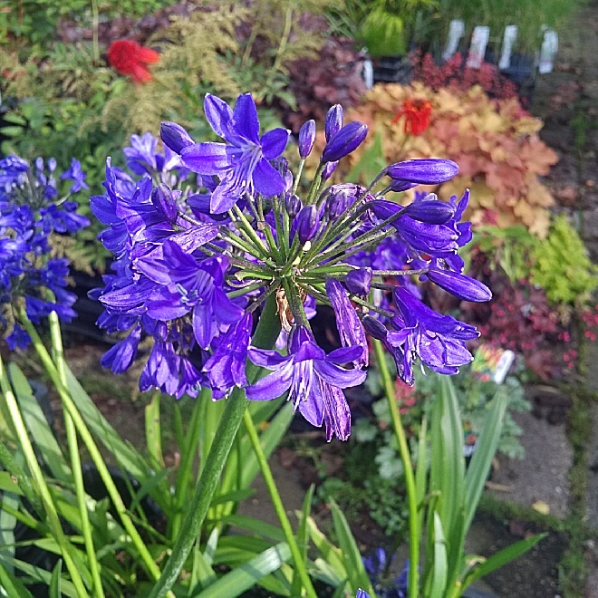 Agapanthus 'Sofie' Afrikaanse Lelie