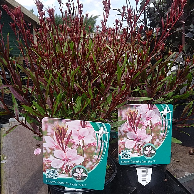 Gaura lindheimeri 'URIBLBP' (Butterfly Dark Pink) Prachtkaars