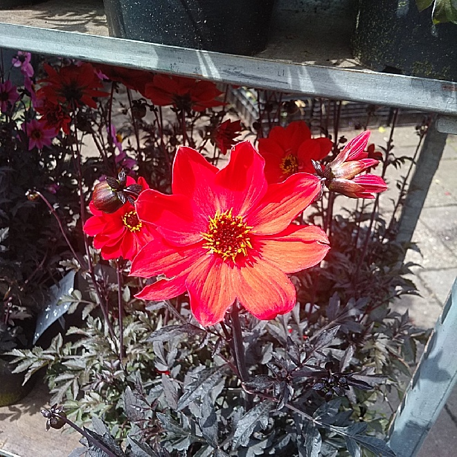 Dahlia 'Mystic Enchantment' Dahlia