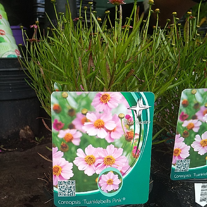Coreopsis 'URITW02' (Twinklebells Pink) Meisjesogen