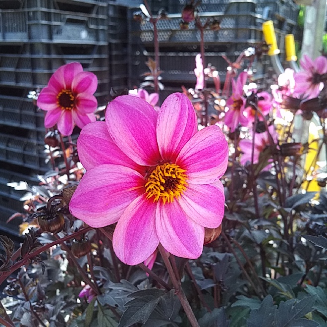 Dahlia 'Zone Ten' (Mystic Dreamer) Dahlia